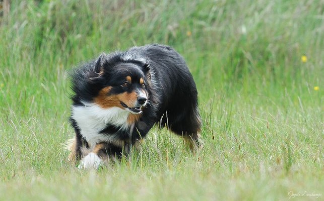 Photo chien saint victoret
