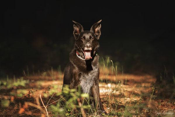 Photo chien martigues