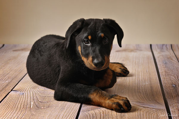 Photo bébé beauceron studio martigues