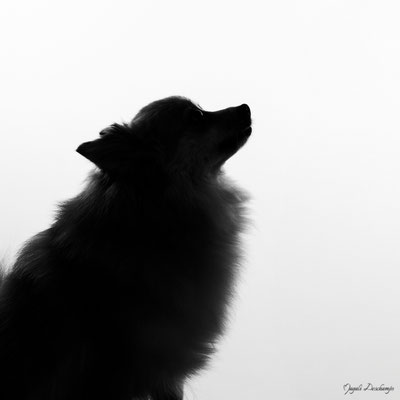 Photo chien en contre jour studio martigues