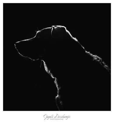 Photo artistique chien studio Martigues 13220 