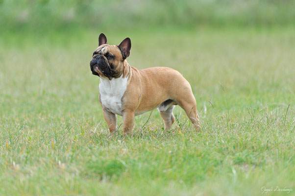 Photo chien ch$teauneuf les martigues