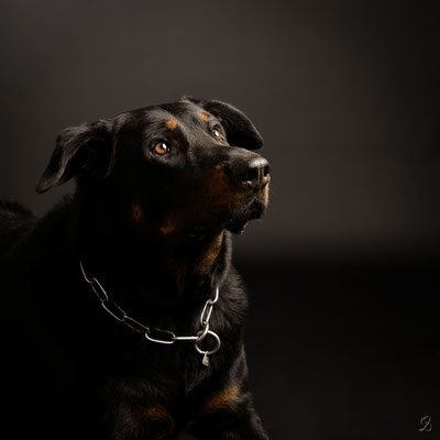 Photo chien studio Martigues 13220 