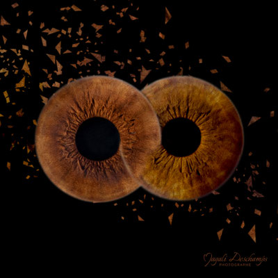Photo d'iris Duo tableau