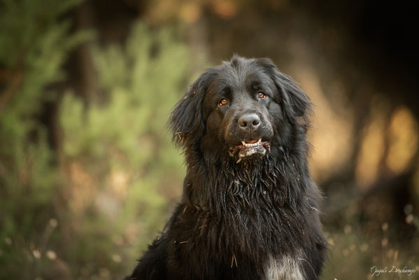 Photo chien marignane