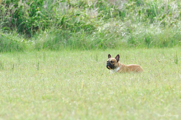 photo chien en extérieur MD Photogographies