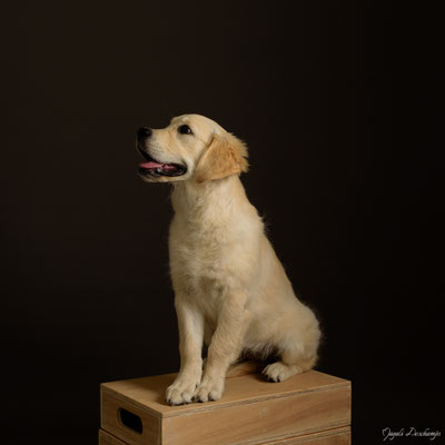 Photo bébé chien studio chateauneuf les martigues