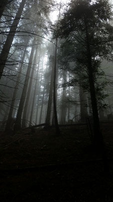 Düsterer Wald
