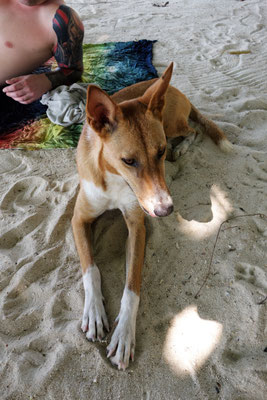Hund Nummer eins