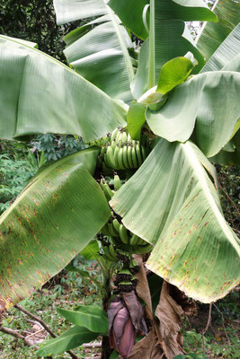 Bananenbaum