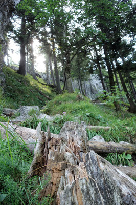 Auf dem Weg zum Ellmaustein