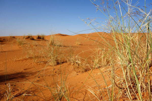 Die Sahara