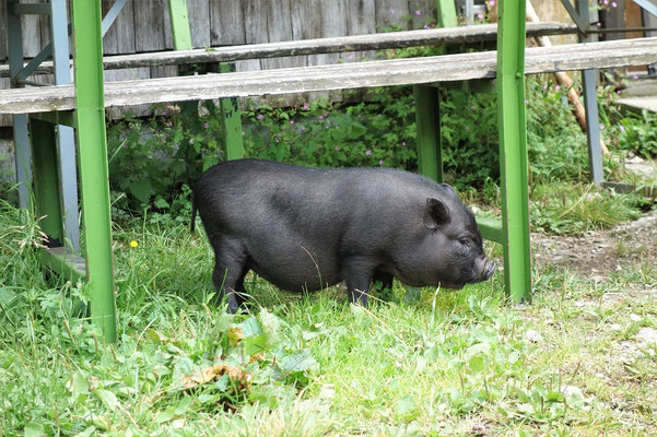 Ein kleines Schwein an der Bleckwandhütte