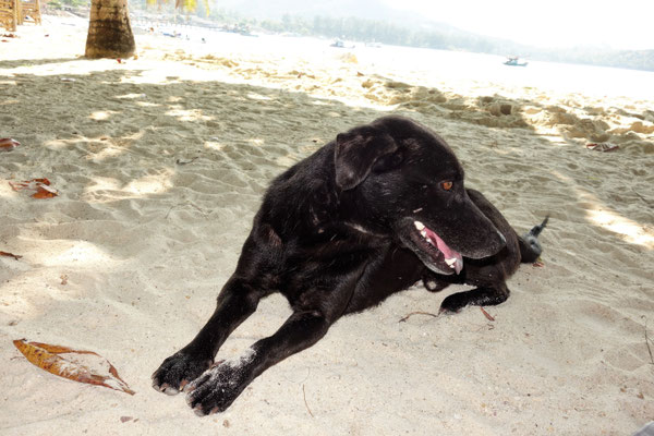 Hund Nummer zwei