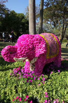 Ein pinker Elefant aus Blumen