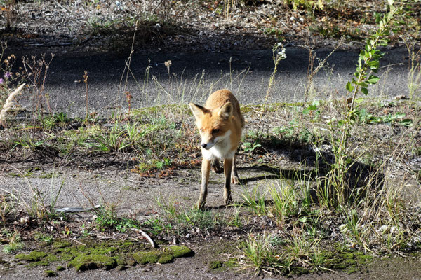 Ein wilder Fuchs