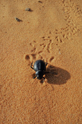 Ein Käfer in der Sahara