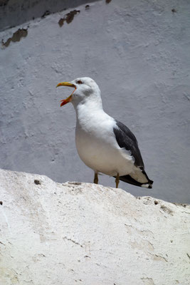 Möve