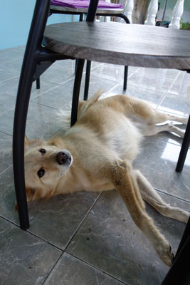 Unser Wachhund