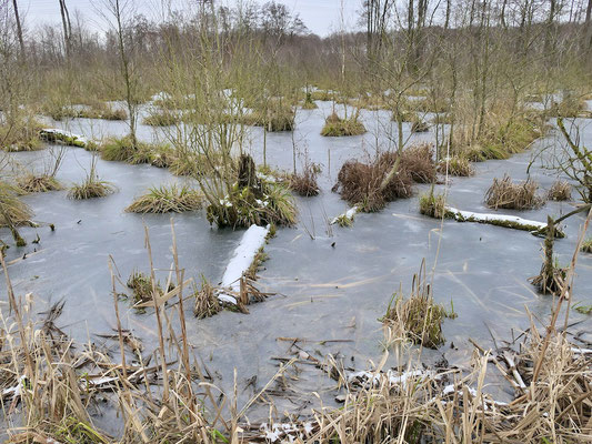 Moor bei Blankenförde