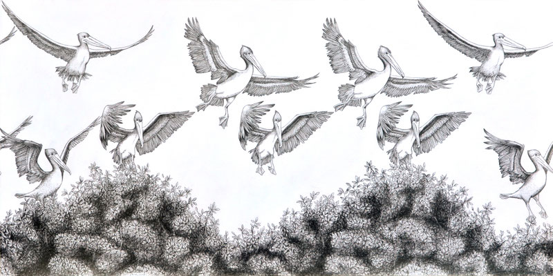Despegar una y otra vez. Dibujo a lápiz sobre papel opalina. 30 cm X 60 cm. 2014.