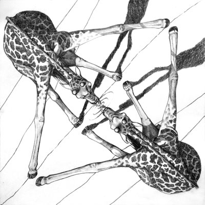 Amor propio. Dibujo a lápiz sobre papel opalina. 33 cm X 33 cm. 2009