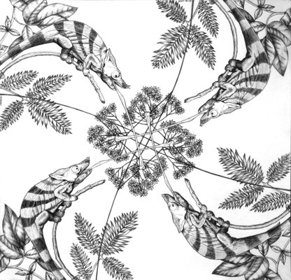 Lógica Camaleónica. Dibujo a lápiz sobre papel opalina. 35 cm X 35 cm. 2009.