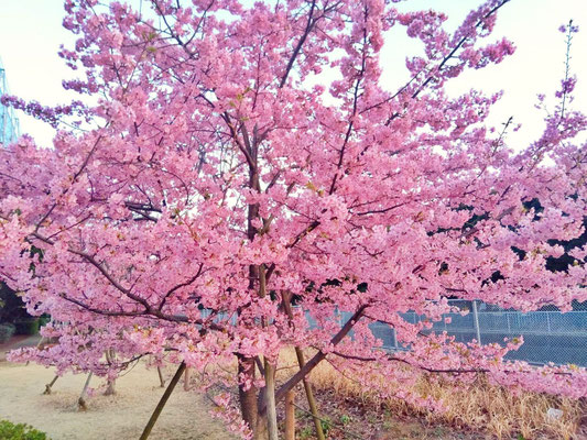 桜