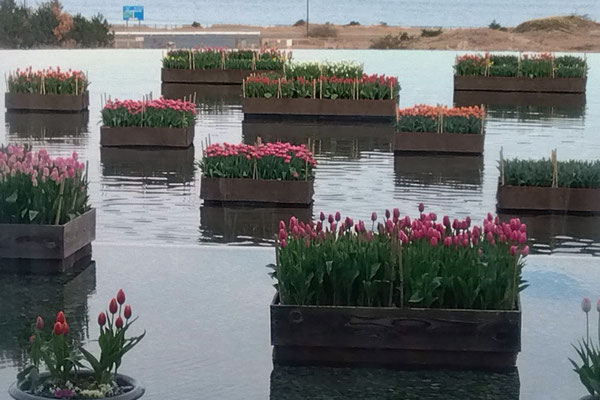 国営ひたち海浜公園