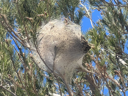 Eichen-Prozessionsspinner-Nest