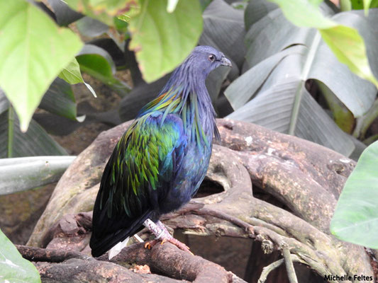 Pigeon de Nicobar mâle  (Beauval)