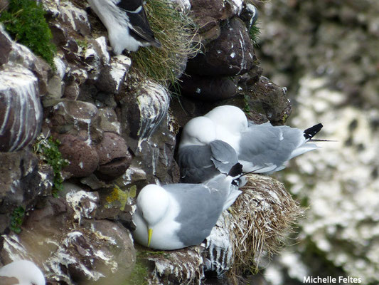 Mouettes tridactyles (Ecosse)