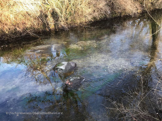 Flusssteine und Wasserpflanzen