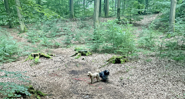 Frauchen, Herrchen und Christiane waren in Hamfelde zum Essen.