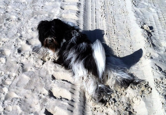 Wälzen im Sand ist fast so schön wie Wälzen im Schnee.