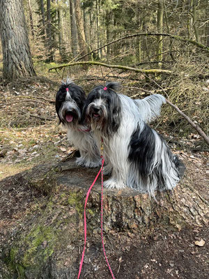 Wir sollen auf den Baumstumpf, ...