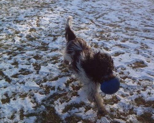 Ätsch Frauchen, Claudia bringe ich den Ball, Dir nicht.