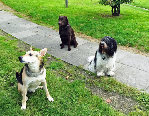 In meinem Park, hier mit Biene und Buddy,...