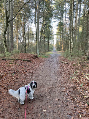 Ein Wald, viele Blätter ...