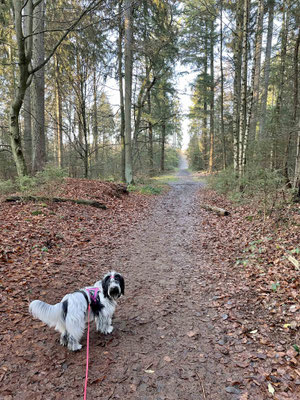 Ein Wald, viele Blätter ...