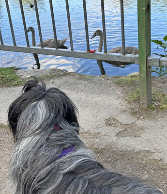 Jetzt schwimmt er weg, sein Glück!