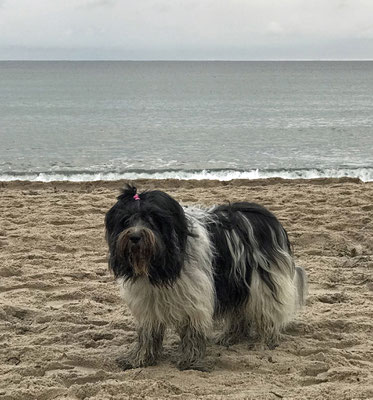 Das soll nun Ostsee sein: weit und breit nur Sand ...