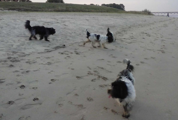 Am Strand haben wir noch 2 Doesje getroffen, da waren wir schon 6 (2 sind allerdings beim Bild entwischt).