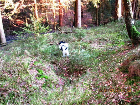 Ich bin im Wald. Ich sehe mein Herrchen, seht Ihr ihn auch?