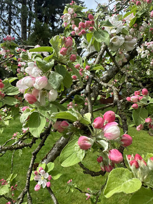 ... der uralte Apfelbaum blühen so schön.