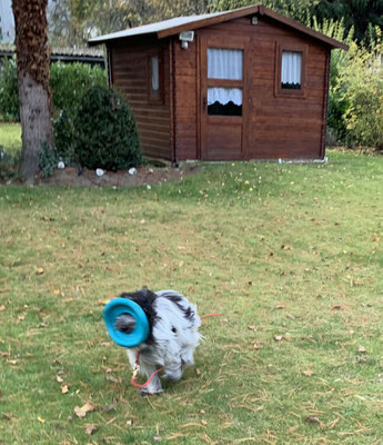 Wir spielen im Garten. ...