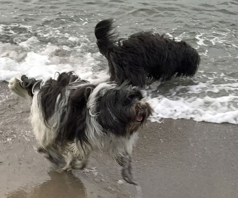 Dann gehen wir zum Hundestrand. Erst mal nass machen.