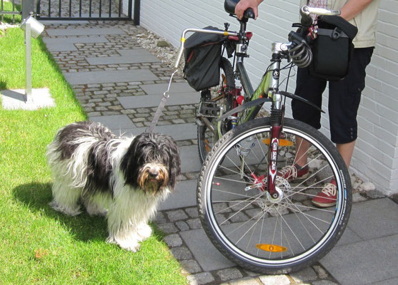 Habe ich Euch schon erzählt, daß ich am Fahrrad laufe? Ehrlich gesagt, ich hasse es, wenn Frauchen mich festmacht. 