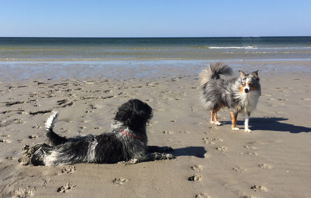 "Was guckst Du?"                   Das ist bestimmt so ein feiner Pinkel, der nicht ins Wasser geht.