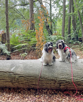 OK Frauchen, machen wir. Frauchen macht Fotos: wir sitzen und ...